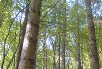 For&ecirc;t mixte en Roumanie