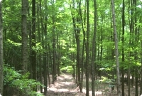 Plantation de Robinier en Roumanie