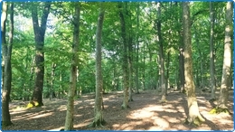 For&ecirc;t Feuillus 450 Ha &agrave; vendre